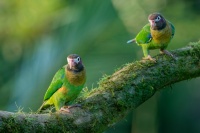 Amazonek hnedohlavy - Pyrilia haematotis - Brown-hooded Parrot o4485